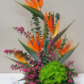 Bird of Paradise Special (On Sale)