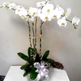 Phalaenopsis Orchid a Plenty